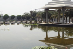 Lilly Pond
